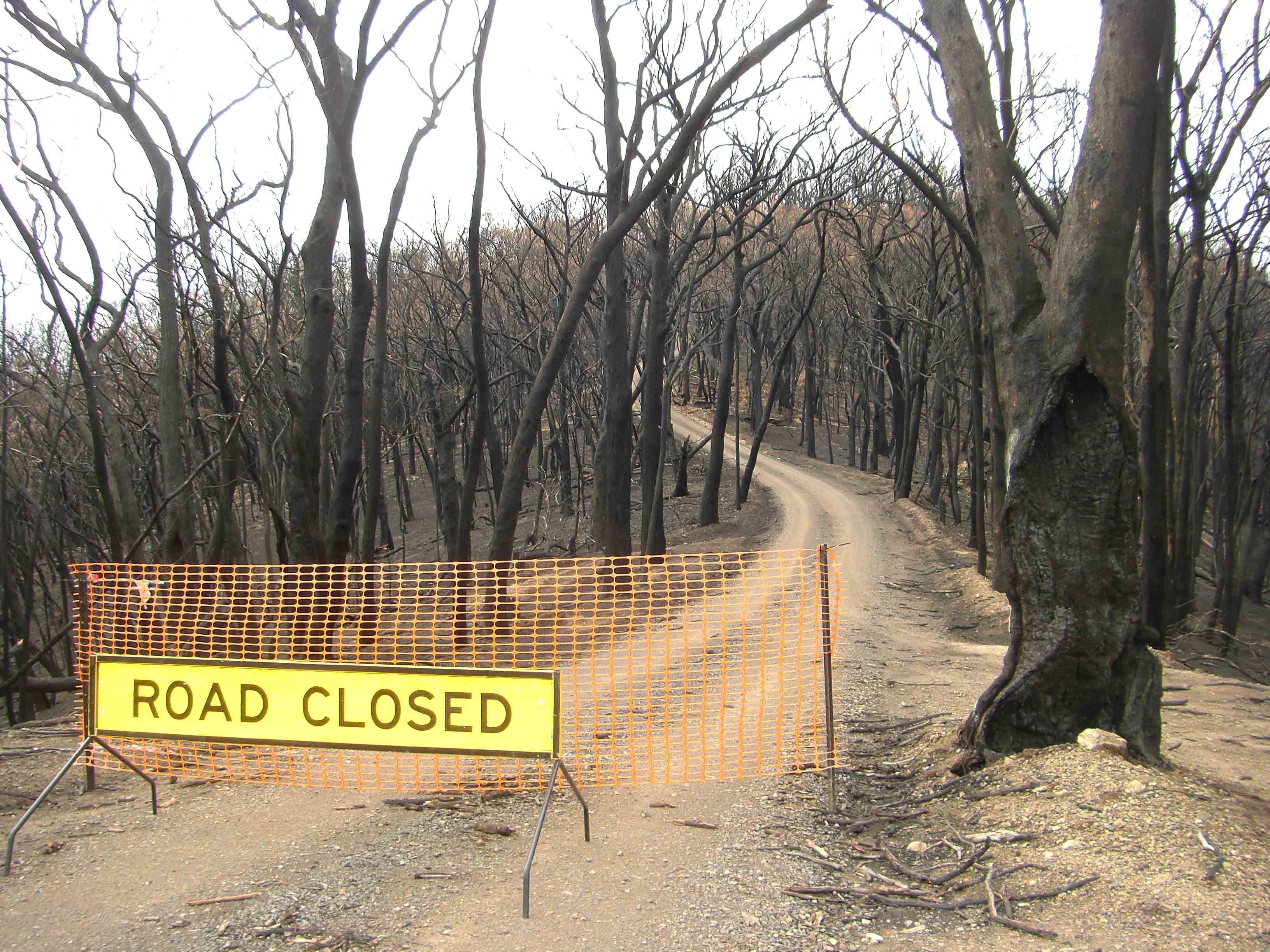A gravel road winds up a hillside behind a 'road closed' sign. The hillside is covered with dead, blackened trees.